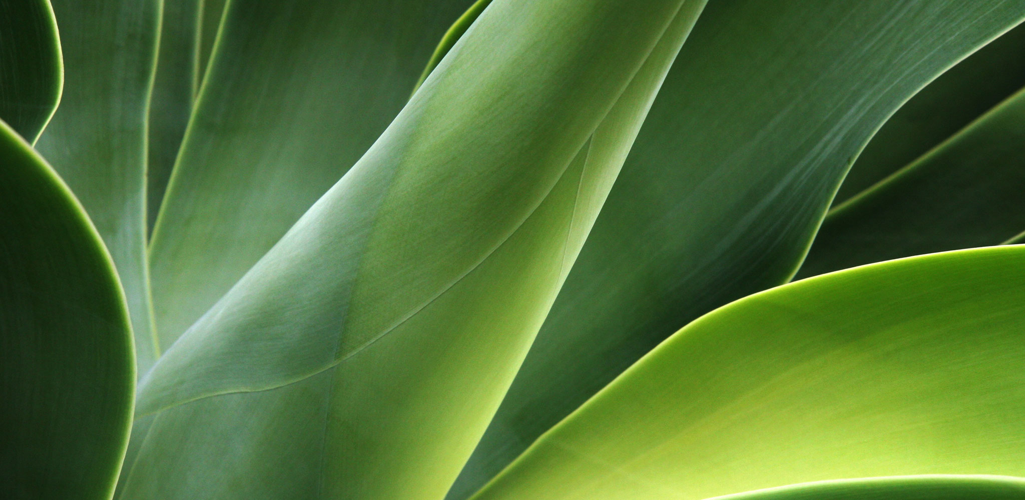 Aloe Vera Naturheilpraxis Werner